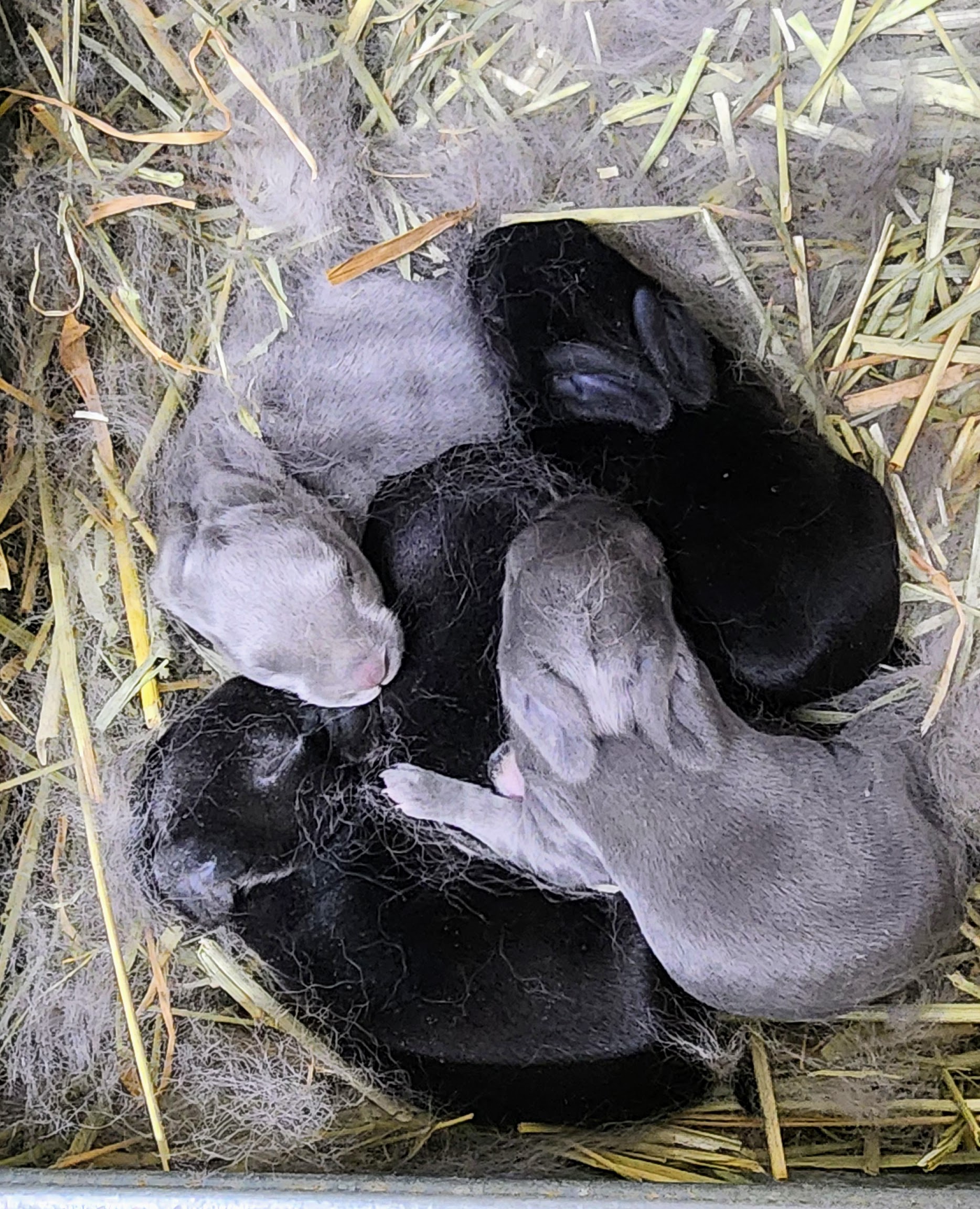 lilac black otter black rex rabbits in Georgia lilac black otter black rex rabbits in Georgia