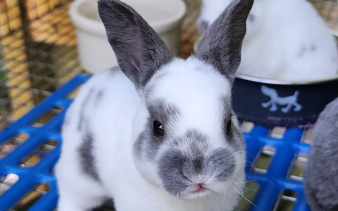 Decisions, decisions…